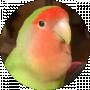 Richie parrot