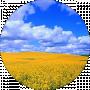 Bohdan H