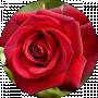 Roza Red