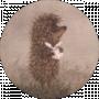 ame lidka