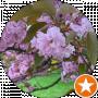 Anji