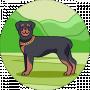 Franklin