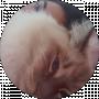 Cat Red