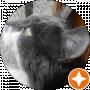 WhiteGray Cat