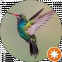 Kolibri