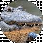 Кирилл