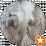 Котик Имбирь