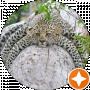 Перегінець Максим