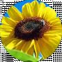 Olga Lialina