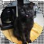 Савченко Олександр Сергійович
