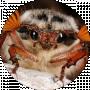 Cucsic Gmucsic