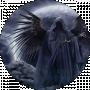 Komar_lol