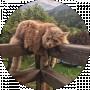 Ольга Савчин