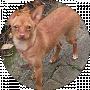 Світлана Краснова