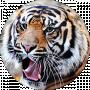 Tiger Roots