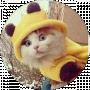 кошка тв
