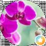 feofzp