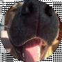 Frayerok