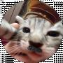 Катя Катюта