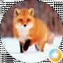 Fox Max