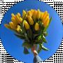 Наталія Косенко