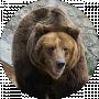 Game Bear
