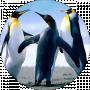 cool penguinы