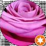 Roses Shine