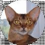 Abyssinian cattery Shafran