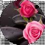 Rosa Rosa