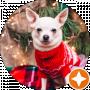 BEAUTY chihuahua