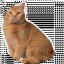 софия сомбор