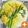 Freesia Trust