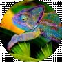 Chameleon