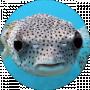 Serhii Popyk