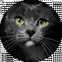 BLACK CAT