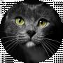 BLACK CAT