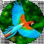 Animal. World