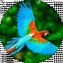 Animal. World