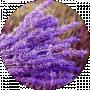 Lavanda 98
