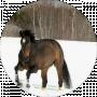 Lesia