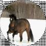 Lesia
