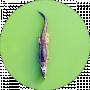 Crocodile F2