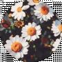 Dog Rose