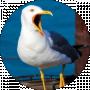 funny seagull