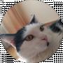 Тимофій Котис
