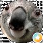 Артемий Новых