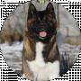 WINTERRAHILLS kennel