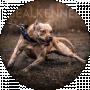 Navy Seals Kennal American Pitbull