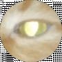 Pomidor